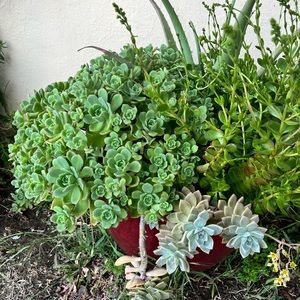 Aeonium Bravoanum clippings and two rooted. See pics